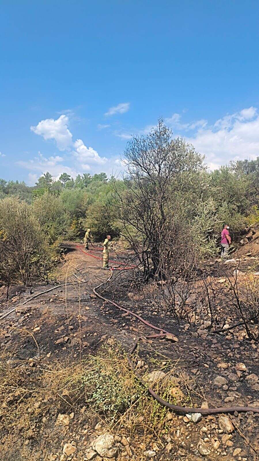 Muğla’da Zeytinlik Alanda Yangın: 5 Bin Metrekare Zarar Gördü 3